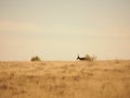 Elands walking on the dry field Royalty Free Stock Photo