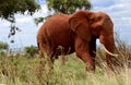 Elaphant in maasaimara