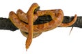 Elaphe guttata,Corn snake. Royalty Free Stock Photo