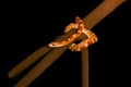 Elaphe guttata (corn snake) Royalty Free Stock Photo