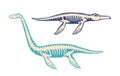 Elasmosaurus And Mosasaurus Dinosaur Skeleton Bones Fossils. Isolated Plesiosaur Of Late Cretaceous Period, Underwater Royalty Free Stock Photo