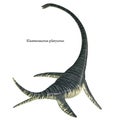 Elasmosaurus Reptile Tail with Font Royalty Free Stock Photo