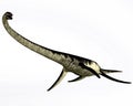 Elasmosaurus Reptile on White Royalty Free Stock Photo