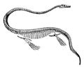 Elasmosaurus Skeleton, vintage illustration Royalty Free Stock Photo
