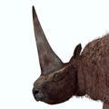 Elasmotherium Head