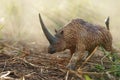 Elasmotherium on a misty forest Royalty Free Stock Photo