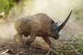 Elasmotherium on a misty forest Royalty Free Stock Photo