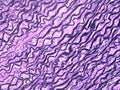 Elastic Tissue Seen Through a Microscope Royalty Free Stock Photo