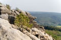 Elbe Sandstone Mountains - Small tree in front of rock formations Royalty Free Stock Photo