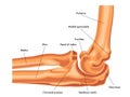 Elbow joint Royalty Free Stock Photo