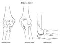 Elbow joint anatomy anterior posterior and lateral views