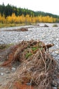 Elbow river valley in autumn Royalty Free Stock Photo