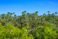 Elche Elx Alicante el Palmeral with many palm trees Royalty Free Stock Photo