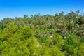 Elche Elx Alicante el Palmeral with many palm trees Royalty Free Stock Photo