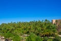 Elche Elx Alicante el Palmeral with many palm trees Royalty Free Stock Photo