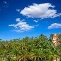 Elche Elx Alicante el Palmeral with many palm trees Royalty Free Stock Photo