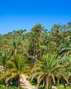 Elche Elx Alicante el Palmeral with many palm trees Royalty Free Stock Photo