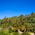 Elche Elx Alicante el Palmeral with many palm trees Royalty Free Stock Photo