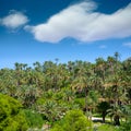 Elche Elx Alicante el Palmeral with many palm trees Royalty Free Stock Photo