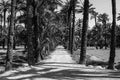 Walking through the Palmeral of Elche in Spain - a Palm Grove located in the city. Black and white Royalty Free Stock Photo