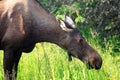 Portrait of a feeding moose cow Royalty Free Stock Photo