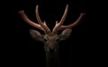 Eld deer Rucervus eldi head