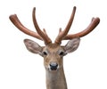 Eld deer Rucervus eldi head isolated Royalty Free Stock Photo