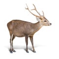 Eld deer Royalty Free Stock Photo