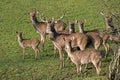 Eld`s Beer or Brown-Antlered Deer, cervus eldii, Herd