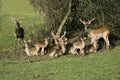 Eld`s Deer or Brown-Antlered Deer, cervus eldii Royalty Free Stock Photo