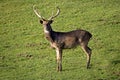 Eld`s Deer or Brown-Antlered Deer, cervus eldii, Male Royalty Free Stock Photo