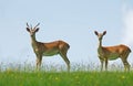 Eld`s Deer or Brown-Antlered Deer, cervus eldii, Pair Royalty Free Stock Photo