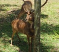 Eld's Deer Buck