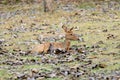 Eld's Deer (Cervus eldii)