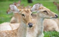 Eld' s Deer Royalty Free Stock Photo