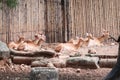 Eld`s deer group sitting in the zoo Royalty Free Stock Photo