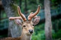 Eld`s deer Royalty Free Stock Photo