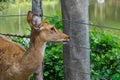 Eld's deer at Khao Kheow Open Zoo