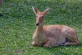 Eld`s deer or Panolia eldii Royalty Free Stock Photo