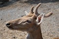 An Eld's Deer at Safari World Royalty Free Stock Photo