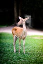 Eld's deer Royalty Free Stock Photo