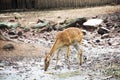 Eld`s deer or Thamin or Brow-antlered deer in cage at public par