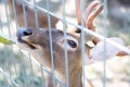 Eld`s deer Thamin or Brow-antlered deer endangered species of deer in Thailand zoo in the cage with its food. Royalty Free Stock Photo