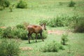 Eld`s deer, Thamin, Brow-antlered deer in the green meadow
