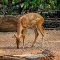 Eld's deer in the zoo