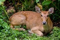 Eld `s deers sitting. Royalty Free Stock Photo