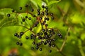 Elder Berries Royalty Free Stock Photo