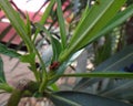 Elder bug nymph in oleander leaf Royalty Free Stock Photo