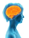 An elder females brain Royalty Free Stock Photo