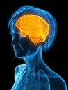 An elder females brain Royalty Free Stock Photo